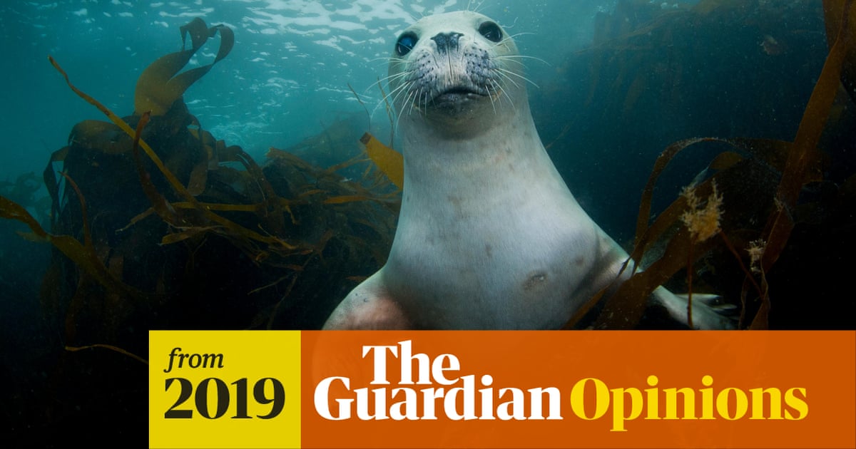 The Blue Planet effect: the plastics revolution is just the start | Fiona  Gell | The Guardian