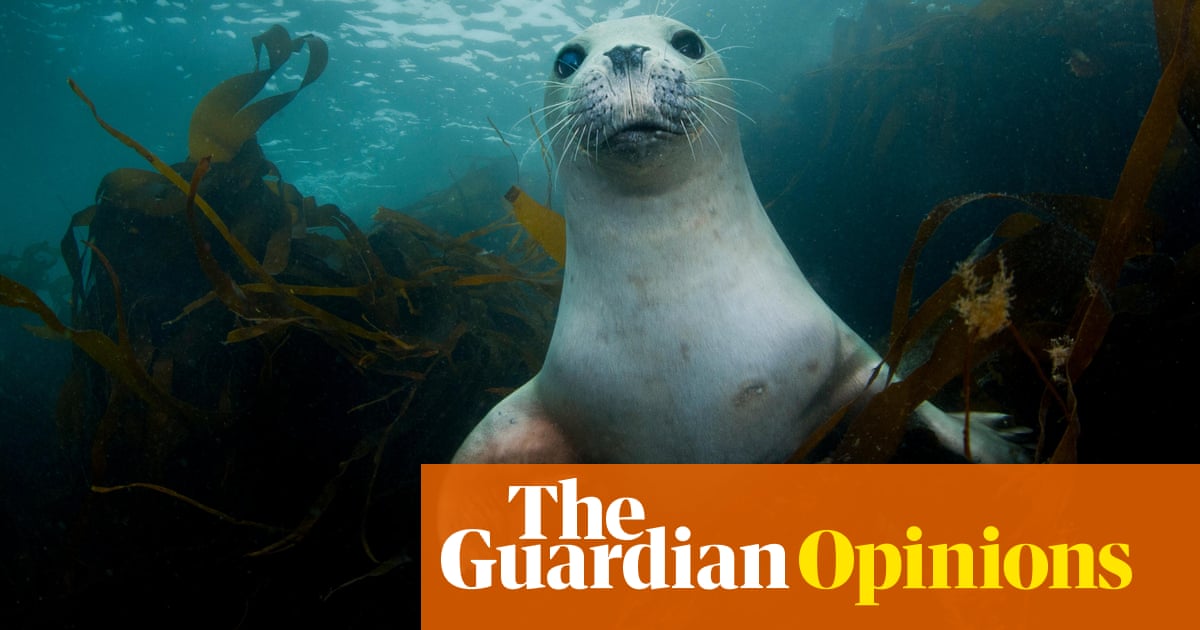 Let's build on the plastics revolution – and save our marine habitats | Fiona Gell | Opinion | The Guardian