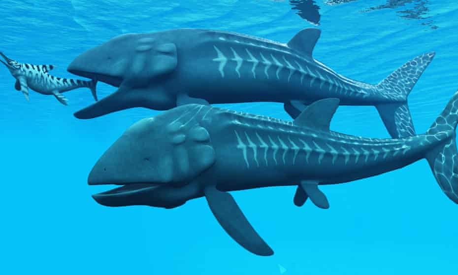 Artist’s impression of a pair of leedsichthys, the biggest bony fish ever.