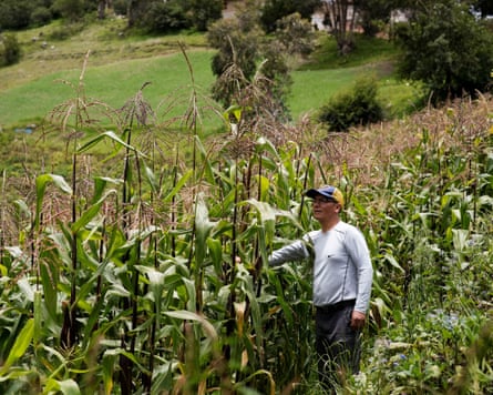A farmer in a baseball cap among tall corn crops.