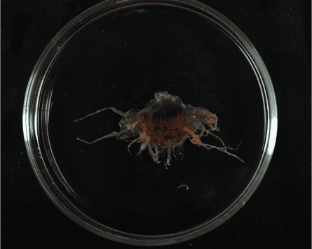 A Santa hat jellyfish – a known species – collected during the Coral Sea voyage