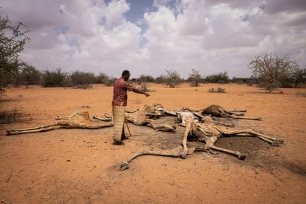 The assistant chief of Eyrib village, Abdi Karim, looks at the bodies of the giraffes
