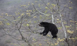 Andean bear