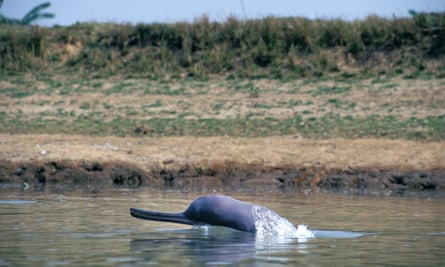 A Ganges river dolphin surfaces by the bank of the river.