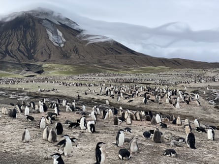 Penguins stand and sit on a rocky landscape, some in clusters, with narrow streams of water running down from the snow-topped mountain behind them.