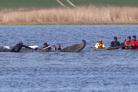 People trying to help stranded whale.