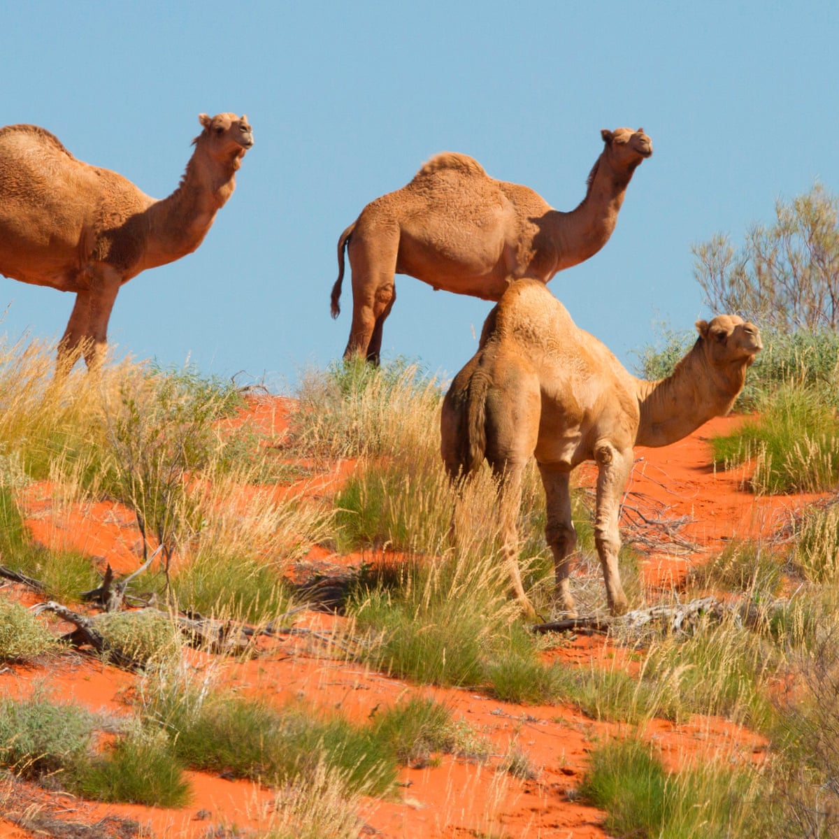 Feral camels rounded up in Australian outback and sold online for weed  control | Rural Australia | The Guardian