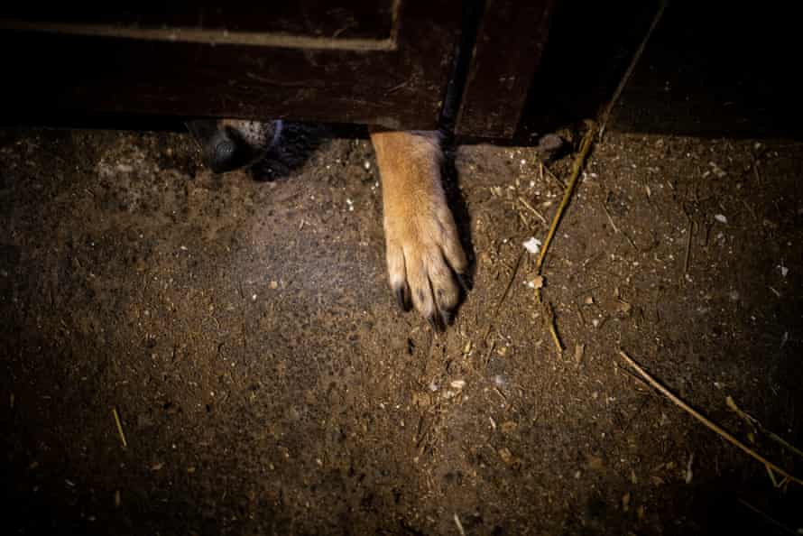 A dog pokes its snout out and stretches its paw in an attempt to catch people’s attention at a makeshift shelter at the Kyiv hippodrome