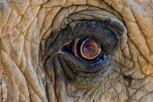 A close up of an eye of an elephant at the Elephant Sanctuary, Hohenwald, Tennessee