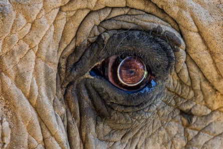 A close up of an eye of an elephant at the Elephant Sanctuary, Hohenwald, Tennessee