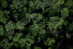 Amazon Rainforest in Amazon Biome on Macapa in May 15, 2010