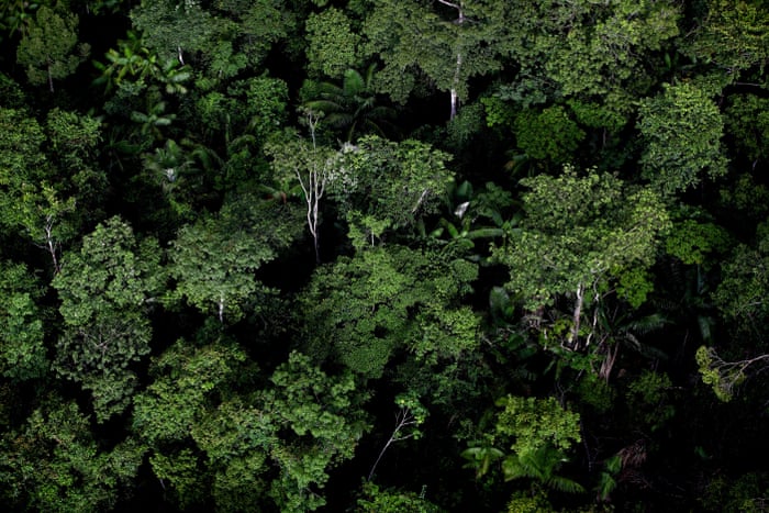 Amazon Basin Rainforest