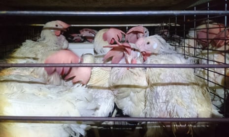 Cash for cages? Japan probes alleged bribery from chicken industry