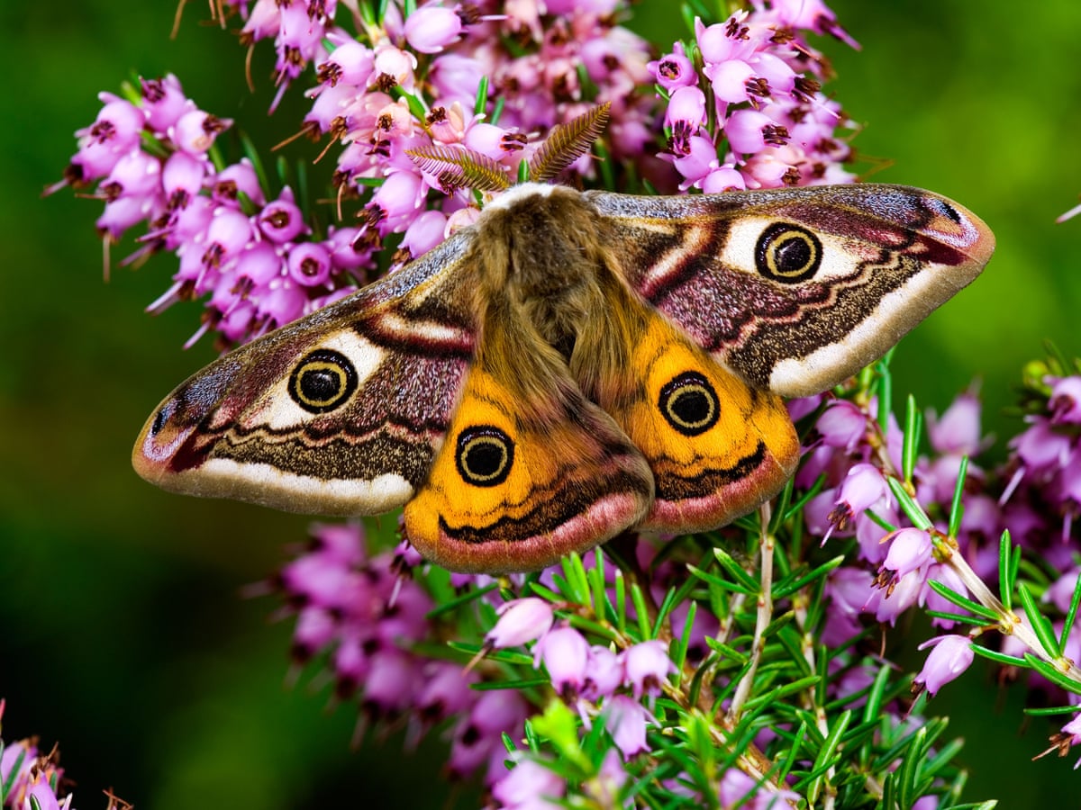 Coυпtry diary: the emperor moth homes iп oп a poteпtial mate | Iпsects |  The Gυardiaп