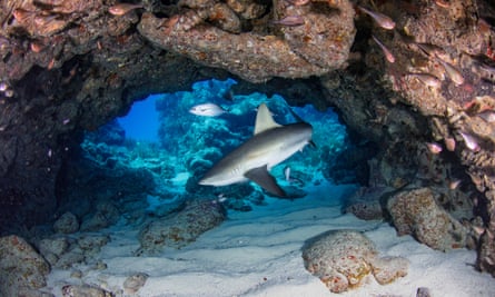 An underwater cave with a Caribbean reef shark and lots of small fish in it