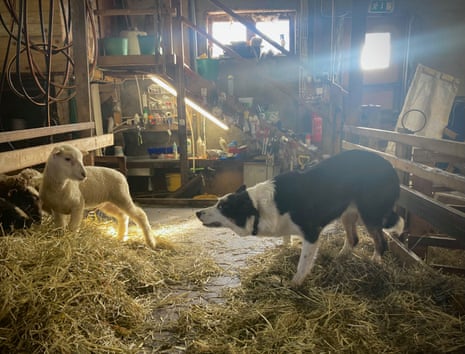 Dog approaching a lamb