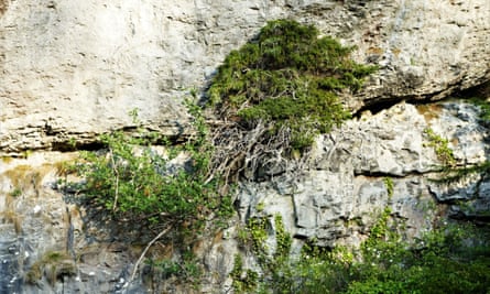 Bird-sown yew growing straight out of the limestone cliff in Chee Dale by the River Wye.