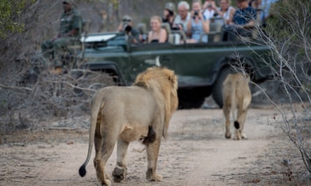 Lions lope towards a visitor-laden jeep in Klaserie private nature reserve.