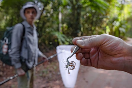 View of hands holding a butterfly in entomological forceps. A man holding a butterfly net is in the background, out of focus
