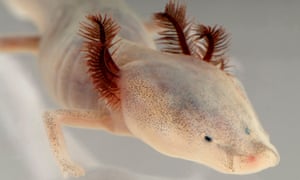 The Texas blind salamander.