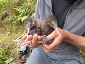 Filhotes de Kiwi, os primeiros nascidos na natureza há mais de 100 anos, a oeste de Wellington, Nova Zelândia. O kiwi fofo e que não voa é uma das aves mais vulneráveis da Nova Zelândia e os conservacionistas acreditam que ele está ausente da capital há gerações.