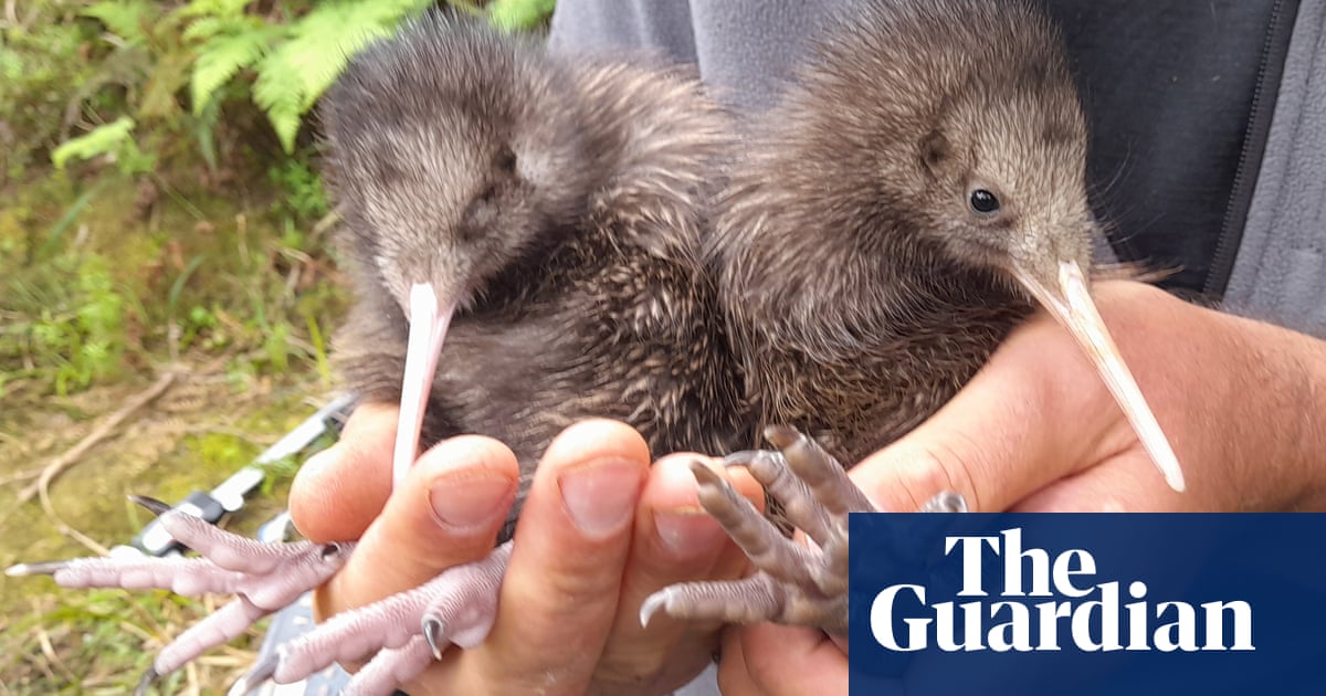 ‘Very sweet milestone’: wild-born kiwi chicks are Wellington’s first in a century