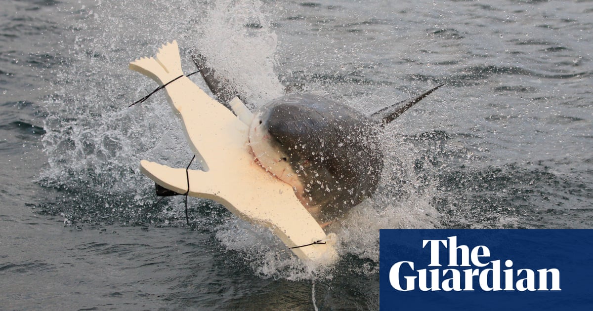 LED Lights Installed on Surfboard Undersides Could Help Prevent Great White Shark Attacks LED Lights Installed on Surfboard Undersides Could Help Prevent Great White Shark Attacks