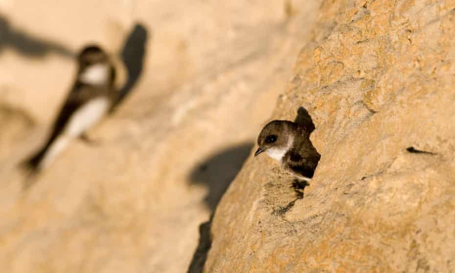 A sand martin looking out of its nest entrance