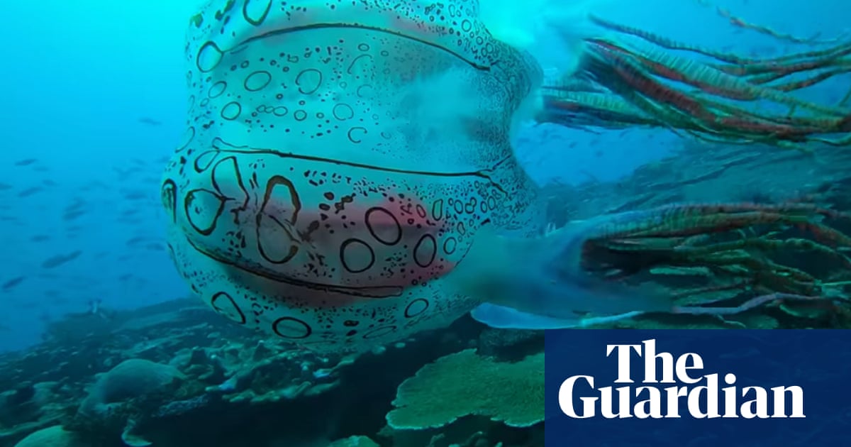 ‘Almost fell out of my chair’: unusual jellyfish sparks interest among researchers – video