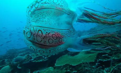A large jellyfish swims above a coral reef. The jellyfish has a round bell with patterns of dark-coloured circles separate by lines. Its has thick, dark arms and tentacles which appear to be striped