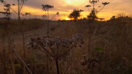 Umbellifers at dusk at Longforth Farm.