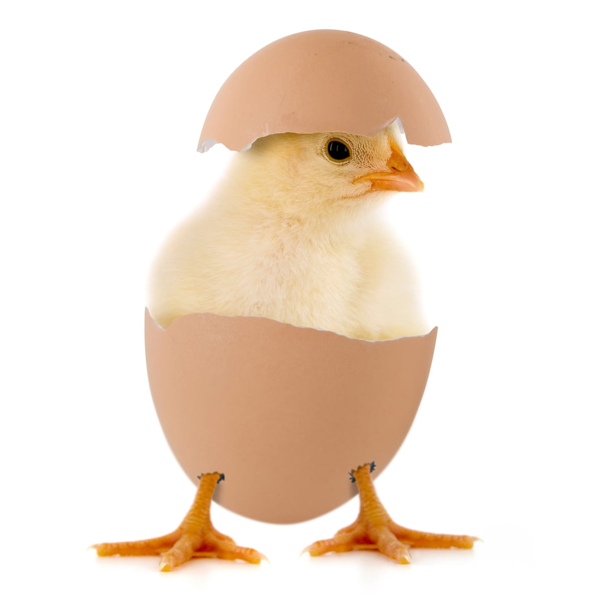 Does every box of eggs contain a potential chick? | Eggs | The Guardian