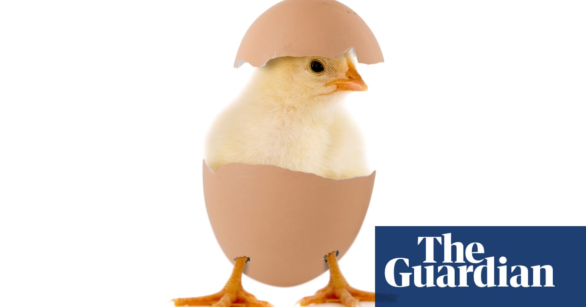 Does Every Box Of Eggs Contain A Potential Chick Eggs The Guardian