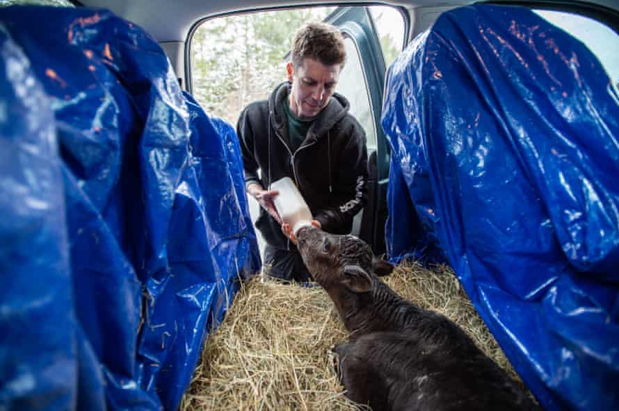 Bolalek bottle-feeds a rescued calf