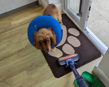 A spaniel on a door map with the Shark PowerDetect.