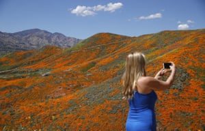 Renee LeGrand takes a picture among blooming wildflowers in Lake Elsinore.