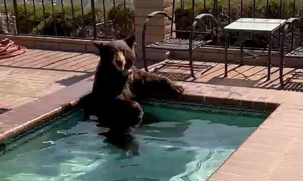 In this image taken from video provided by the Burbank Police Department, a bear sits in a Jacuzzi in the city of Burbank, Calif., on Friday, 28 July 2023.