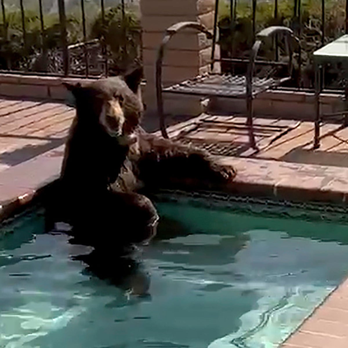 California: bear soaks in hot tub to beat the heat | California | The Guardian