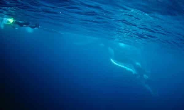 Swimming With Whales A Frolic In The Wild Or An Accident Waiting