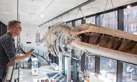 The fin whale skeleton hangs from the museum’s roof