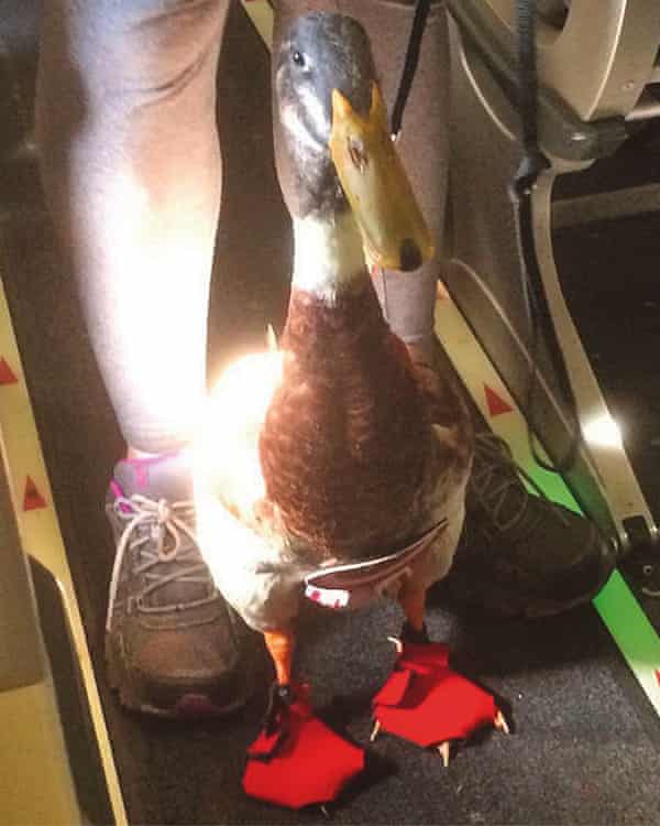 Duck on board a plane