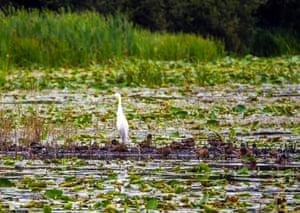 Uma grande garça branca (Egretta alba) em Avalon Marshes, Somerset, Inglaterra