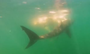 Basking shark and minke whale surveys in scottish waters Basking shark and minke whale surveys in scottish waters