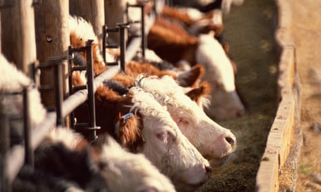 Cattle line up to feed at a trough.