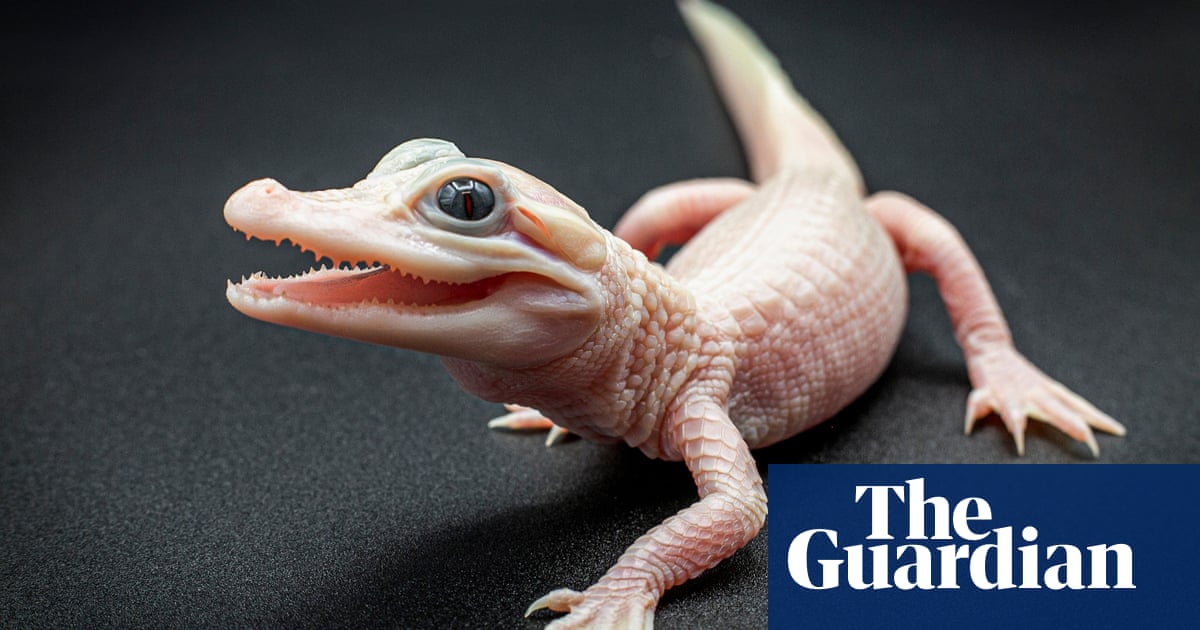 Gatorland в Орландо се консултира с обществеността за име след