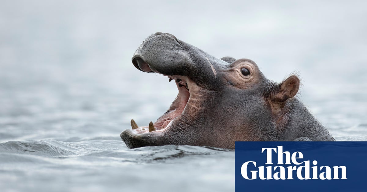 Call for hippos to join list of world's most endangered animals |  Conservation | The Guardian