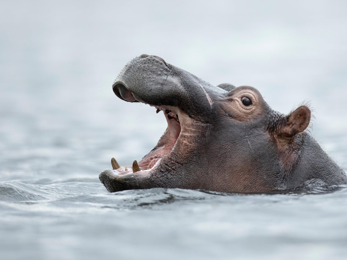 Call for hippos to join list of world's most endangered animals |  Conservation | The Guardian