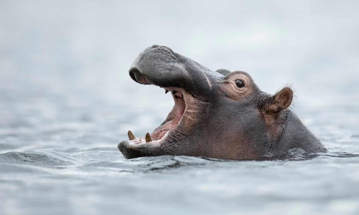 Top 197 + Endangered animals in uae list - Lestwinsonline.com