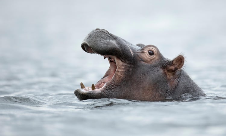 Call for hippos to join list of world’s most endangered animals