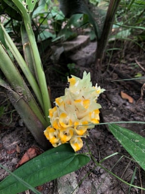 Curcuma rangsimae. The common name of this newly described species is yellow sapphire